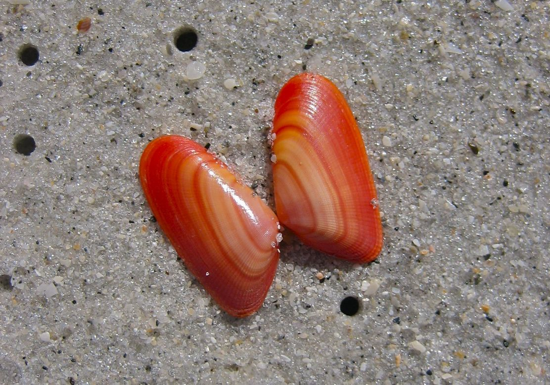 Coquinas : Tiny, colorful bivalves often found in clusters.