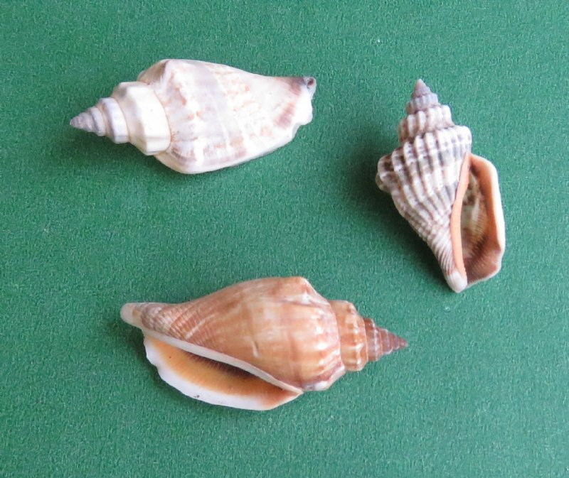 Conch Shells : Large, spiral shells, often in shades of pink or orange.