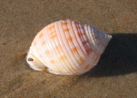 Scotch Bonnets : Small, conical shells with intricate patterns.