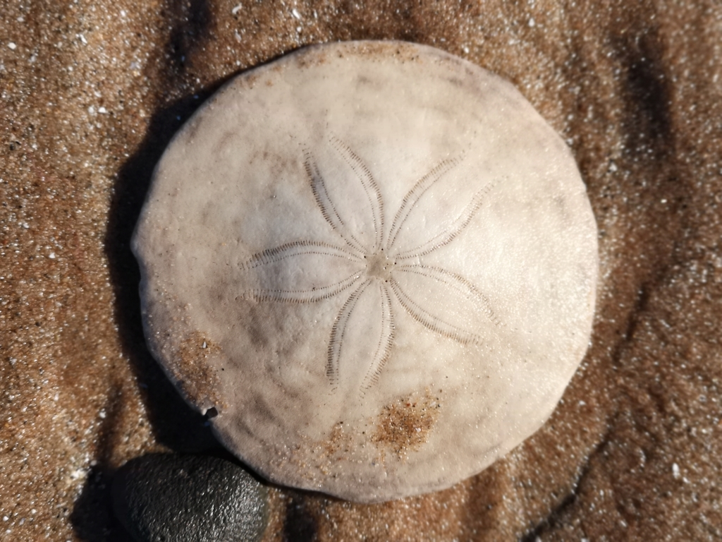 Sand Dollars : Flat, disc-shaped shells that resemble silver dollars.