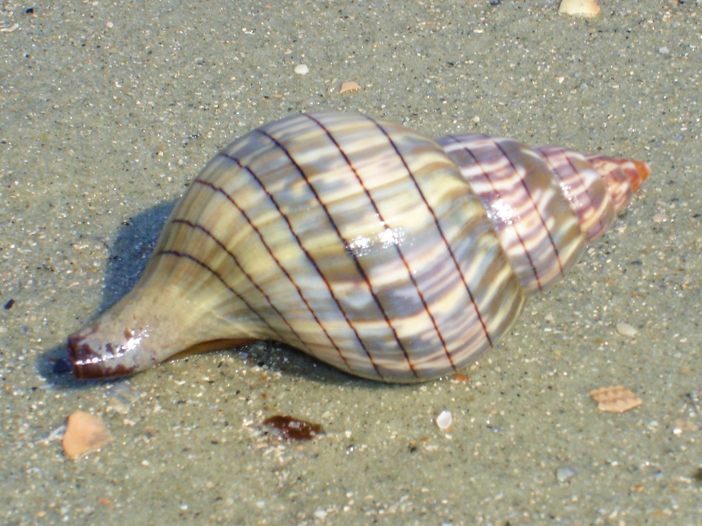 Tulip Shells : Elongated shells with striking patterns.