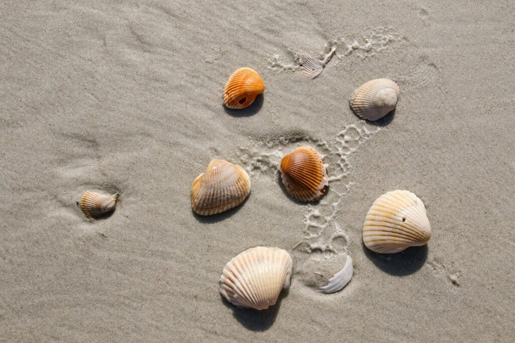 Assorted seashells scattered across smooth, wet sand along a Gulf Coast beach.