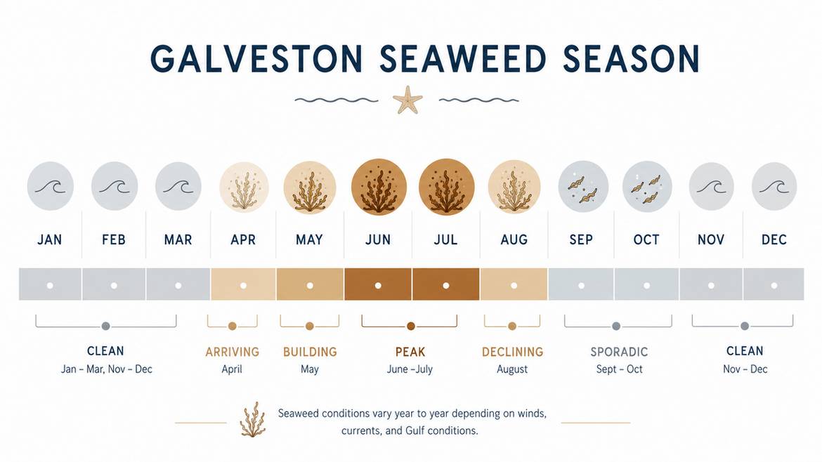 Galveston seaweed season month-by-month timeline infographic