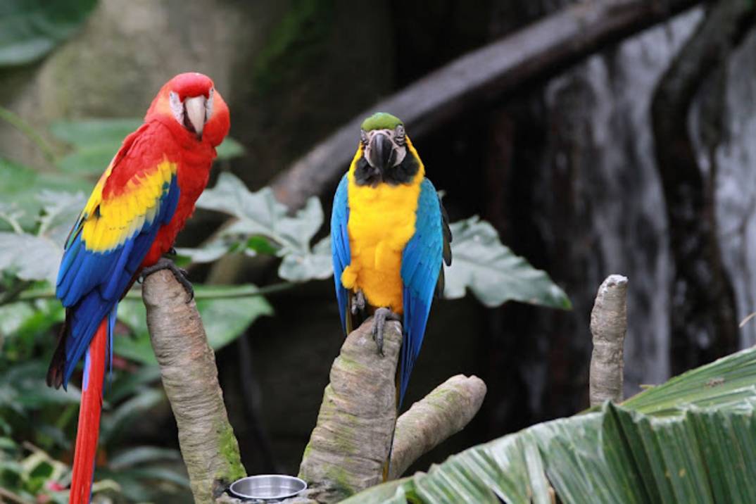 The Rainforest Pyramid at Moody Gardens, a daytime attraction between festival events