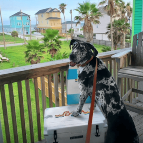 Screenshot 2026-02-23 at 7.31.32 p.m.